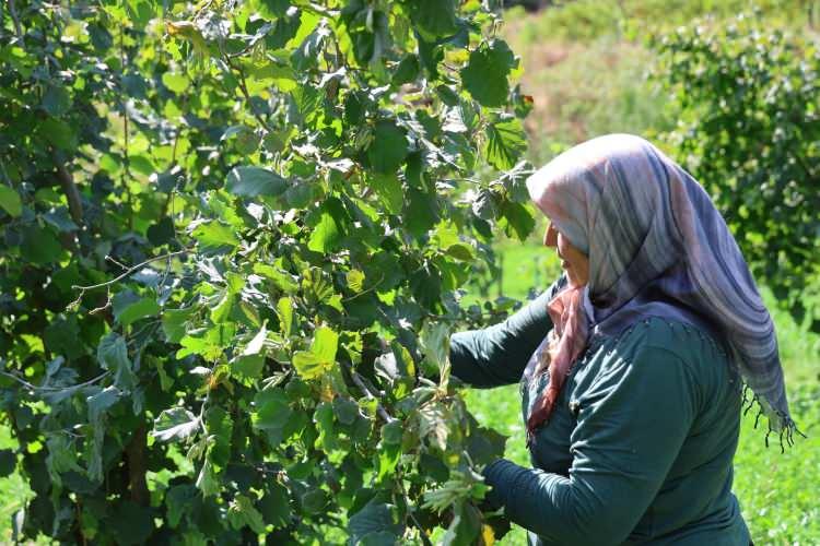 <p>Bu yıl don olayı nedeniyle verim kaybı yaşadıklarını, geçen yıla göre hasadın 10'da birini yapabildiklerini belirten Gün,<strong>" Allah'ın verdiğine bin şükür. Rızkımıza düşen buymuş, ağız tadıyla yemek nasip oldu."</strong> ifadelerini kullandı.</p>
