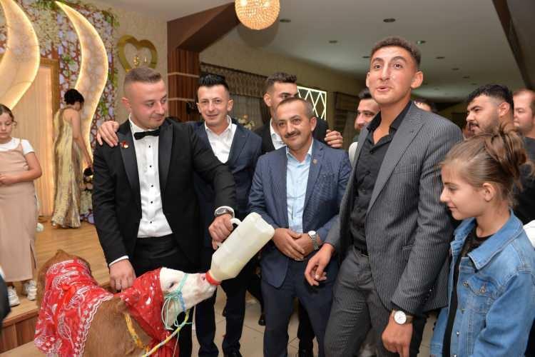 <p><strong>Gazi Salih Dıkkıloğlu ve Emrah Dıkkıloğlu, çifte 3 aylık simental ırkı buzağı hediye etti. Geçimini hayvancılık yaparak sağlayan damat Musa Yaman, bu hediye karşısında büyük bir şaşkınlık yaşadı ve buzağıyı biberonla besleyerek süt içirdi.</strong></p>