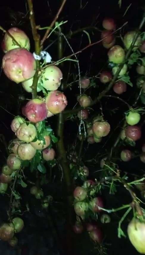 <p><span style="color:rgb(165, 42, 42)"><strong>VALİLİKTEN AÇIKLAMA </strong></span></p>

<p>Isparta Valiliği tarafından yapılan açıklamada şu ifadeler yer aldı: </p>

<p> </p>

<p><strong>"Gelendost ilçemizde yaklaşık 3 bin 200 dekar, Barla köyümüzde ise yaklaşık bin 500 dekar alandaki elma bahçelerimiz büyük zarar görmüştür.</strong></p>
