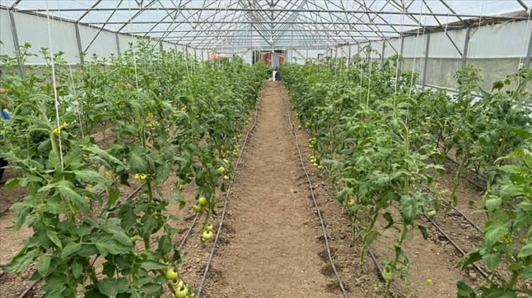 <p><span style="color:#800080"><strong> Seradaki ürünlerden yaklaşık bir ton rekolte beklentisinin bulunduğunu dile getiren Önal, hasat ettiği ürünleri Dereli ve Giresun'daki pazarlarda satıyor.</strong></span></p>