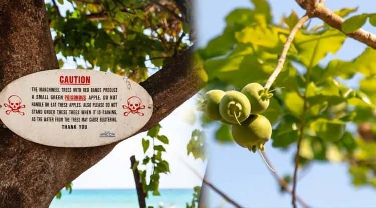 <p>Dünyanın en ölümcül ağacı olarak tanımlanan Manşinel ağacı, Güney Florida, Orta Amerika, Güney Amerika'nın kuzey kıyıları ve bazı Karayip adalarında yetişiyor ve bilim insanları tarafından "dünyanın en tehlikeli ağacı" olarak nitelendiriliyor. İşte sıradan bir ağaç olarak görünen dünyanın en tehlikeli ağacı ile ilgili şaşırtan detaylar...</p>
