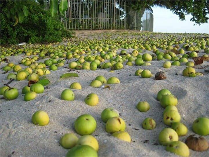 <p><strong>DÜNYANIN EN ZEHİRLİ AĞACI</strong></p>

<p>Dünyanın en zehirli ağacı olarak Guinesses Rekorlar Kitabı'na giren bu ağacın meyveside ölümcüldür. Elmaya benzer olan bu meyve tüketildiğinde ciddi sağlık sorunlarına neden olur. </p>
