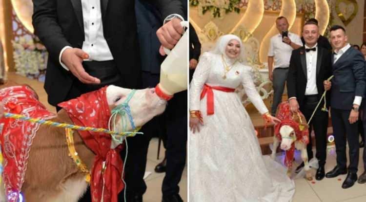 Böylesi ne görüldü ne duyuldu! Kastamonu'da evlenen çifte takı töreninde sıradışı hediye