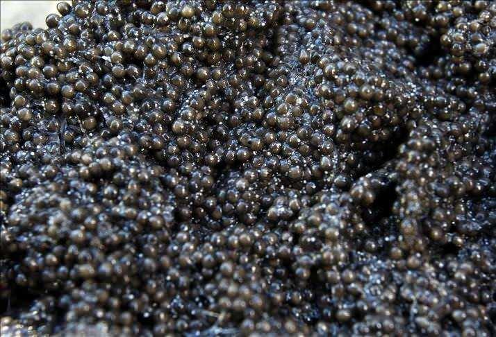 <p><span style="color:#FF0000"><strong>"DÜNYA ÇAPINDA TECRÜBEYE SAHİP BİR TESİSİMİZ VAR ÇOK İDDİALIYIZ"</strong></span></p>

<p><strong>Elazığ’da dünya standartlarında bir tesiste siyah havyar üretiminin ticari olarak başladığının müjdesini veren Türkyılmaz, sözlerini şöyle sürdürdü:</strong></p>

<p><strong>"Özellikle Elazığ bölgesinde, bu işin ticari anlamda faaliyetini yürüten, oldukça donanımlı ve dünya çapında tecrübeye sahip bir tesisimiz bu işi üstlenmiştir. Bu süreç, bizim bilgi, kontrol ve yönlendirmemiz çerçevesinde gerçekleştirilmektedir. </strong></p>
