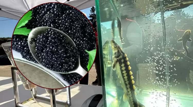 <p><em><span style="color:#B22222"><strong>Türkiye’de üretilen Mersin balığından elde edilen özel bir ürün, uluslararası pazarda yoğun ilgi görüyor. Elazığ'daki dünya standartlarındaki tesis sayesinde yapılan bu değerli üretimin gramı yaklaşık 1 eurodan alıcı bulurken Su Ürünleri Genel Müdürü Turgay Türkyılmaz, "Önümüzdeki dönemde, hatta çok kısa bir süre içerisinde, ülkemizde de bu alanda öncülük yapmaya başladığımızı ifade edebilirim" dedi.</strong></span></em></p>
