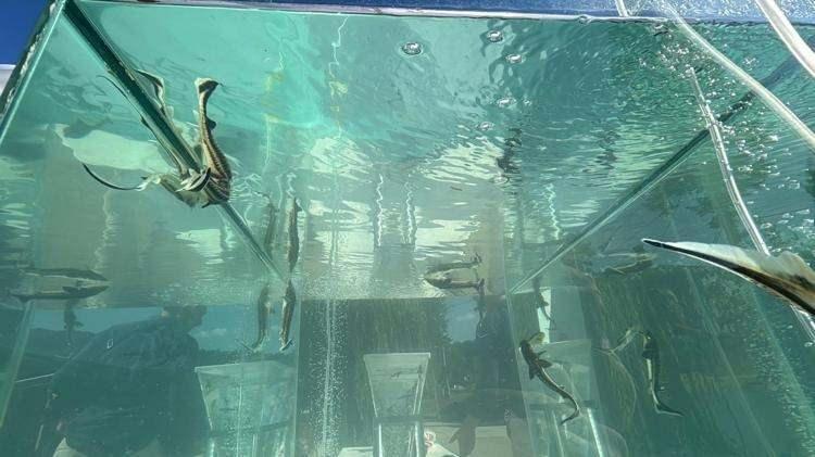 <p><span style="color:#FF0000"><strong>DÜNYANIN EN DEĞERLİ HAVYARLARINDAN BİRİ</strong></span></p>

<p><strong>Dünyanın en değerli havyarlarından biri olan "Husosu" tipi Mersin balığından elde edilen siyah havyar için; Bolu Gölköy'deki tesiste yıllık 500 bin adet Mersin balığı yavrusu üretilirken, Elazığ'daki dünya standartlarındaki tesiste siyah havyarın işlenip uluslararası pazara sunulması hedefleniyor.</strong></p>
