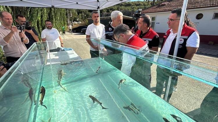 <p><span style="color:#FF0000"><strong>"DÜNYA PAZARINDA BÜYÜK TALEP GÖRÜYOR"</strong></span></p>

<p><strong>Siyah havyarın gram fiyatının yaklaşık bir euro olduğunu belirten Türkyılmaz, şu ifadeleri kullandı:</strong></p>

<p><strong>"Mersin balığının farklı türleri bulunmakla birlikte, en önemli türlerinden biri olan ‘Husosu’ tipi Mersin balığından elde edilen havyar, dünya pazarında oldukça büyük talep görmektedir. Bu siyah havyarın gram fiyatı yaklaşık bir euro civarındadır ve fiyatı oldukça stabildir. Bu alanda dünyada en iyi üretim yapan ülkeler arasında İran, Azerbaycan ve Ukrayna yer almaktadır. Bahsetmiş olduğum Mersin balığı türü, siyah havyar olarak adlandırılan ve tüm dünyada büyük bir pazar payına sahip olan türdür."</strong></p>
