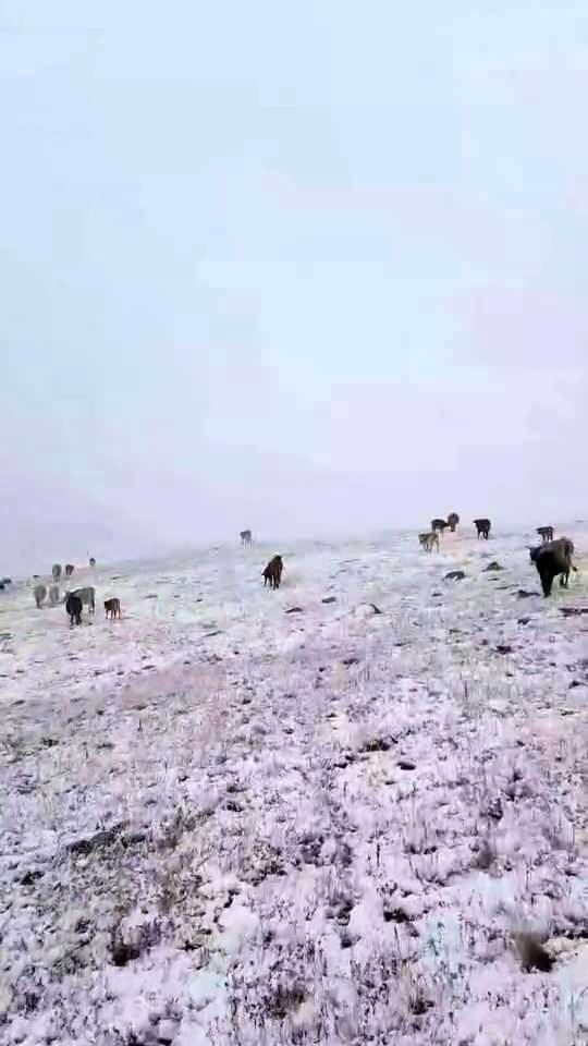 <p>Erzurum'da havaların soğumasıyla birlikte yılın ilk karı da yağdı. </p>
