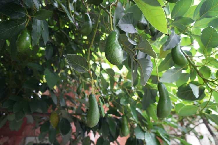 <p>Avokado, tekli doymamış yağ asitleri bakımından zengin bir meyvedir. Özellikle içerdiği oleik asit, kötü kolesterolü (LDL) düşürürken, iyi kolesterolü (HDL) artırmaya yardımcı olur. Aynı zamanda yüksek potasyum içeriğiyle tansiyonu dengeleyerek kalp hastalıkları riskini azaltır.</p>
