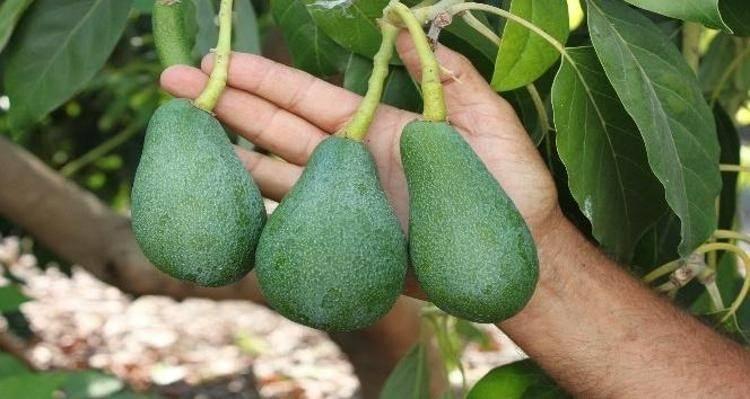 <p>Yüksek lif oranı sayesinde bağırsakların düzenli çalışmasına katkı sağlar. Kabızlık sorununu hafifletir ve sindirimi kolaylaştırır. Aynı zamanda prebiyotik etkisiyle bağırsak florasını da destekler.</p>

<p> </p>

<p>Avokadonun faydaları sadece içeriğiyle sınırlı değildir; düzenli tüketimi beynin sağlığını da olumlu yönde etkiler. İçerdiği folat, beyin fonksiyonlarının sağlıklı bir şekilde çalışmasına yardımcı olur.</p>
