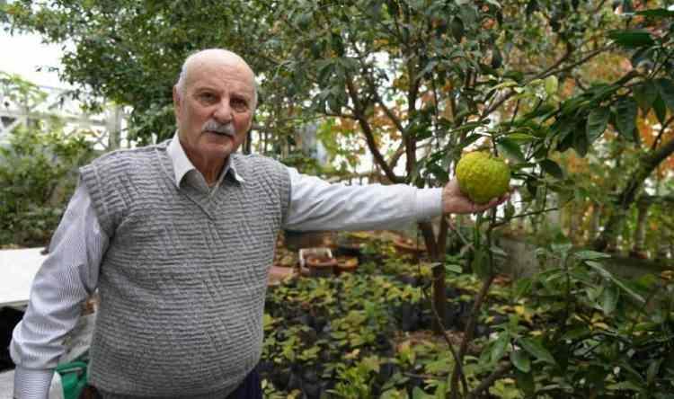 Anavatanı Meksika olan avokadoyu Samsun'da üretti! Avokado neye iyi gelir?