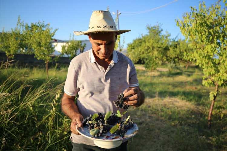<p>Geçen yıl 4 dönümlük ilk dikim alanından 2 ton 300 kilogram ürün elde ettiğini belirten Güçlü, her yıl üretim miktarını artıracağını, bu yıl 5-6 ton ürün hasat etmeyi beklediklerini ifade etti.</p>
