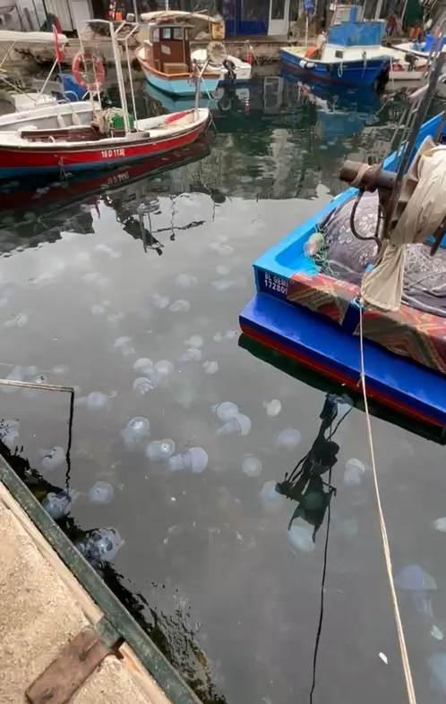 <p>Geçtiğimiz yıllarda Marmara Denizi'nin su yüzeyindeki müsilajlar, hem görüntü kirliliği hem de çevre kirliliği oluşturmuştu. </p>

<p>Marmara Denizi için yeniden korkutan bir haber geldi.</p>
