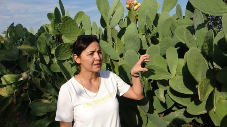 <p>Hurmeydan, bu yılki hasat hakkında, <strong>"Bu sene 10 tona yakın ürün aldık ve hepsini ihraç ettik. İhracata verdiğimiz firmalar meyvelerin biriks değerinin ve kalitesinin çok iyi olduğunu söyledi. Hiçbir kimyasal ilaç kullanmaya gerek duymadık."</strong> şeklinde konuştu.</p>

