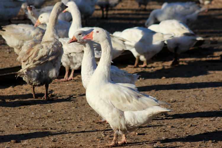<p>Kaz yetiştiriciliğini geliştirmeyi hedefleyen Altıntaş, yeni bir çiftlik kurduğunu ve oraya taşındıklarında kaz sayısını arttıracağını ve kazların yaşam şartlarını daha da iyileştireceğini hatırlatarak hem bölgeye örnek olmak hem de Boğazlıyan ekonomisine katkı sağlamayı amaçlıyor.</p>
