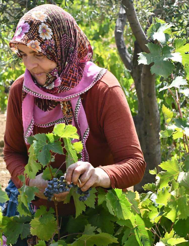 <p><strong>İki çeşit üzümden kınalı yapıncak ve siyah üzümden elde ettiğimiz ürünlerden yapıyoruz. Gazlı içecek tüketmek istemeyenler bizim ürünlerimizi tercih ediyor. 1980'li yılların tüm içeceklerinin tadını bugünlerde taşıyan bizim üzüm suyu tadımızdır."</strong></p>
