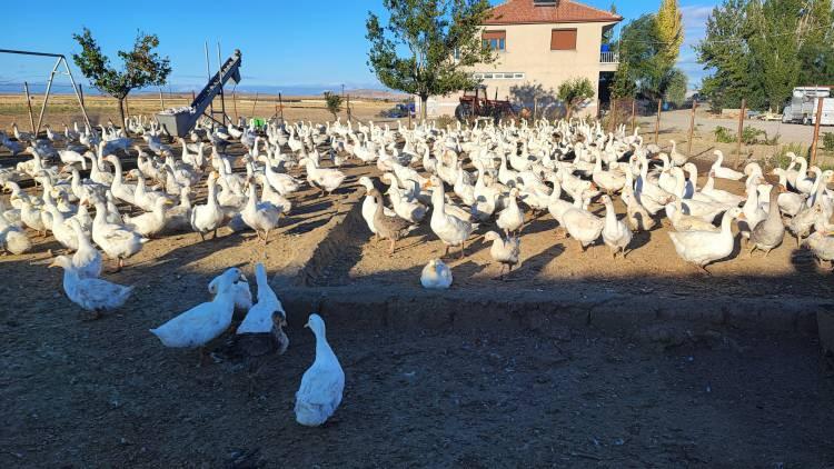 <p>Kazların bir kısmını damızlık olarak ayırdıklarını söyleyen Altıntaş, <strong>"800 kazımız var, bunların 150 tanesi bize damızlık olacak. Zaten hangilerinin damızlık olacağı belli."</strong> diye konuştu.</p>
