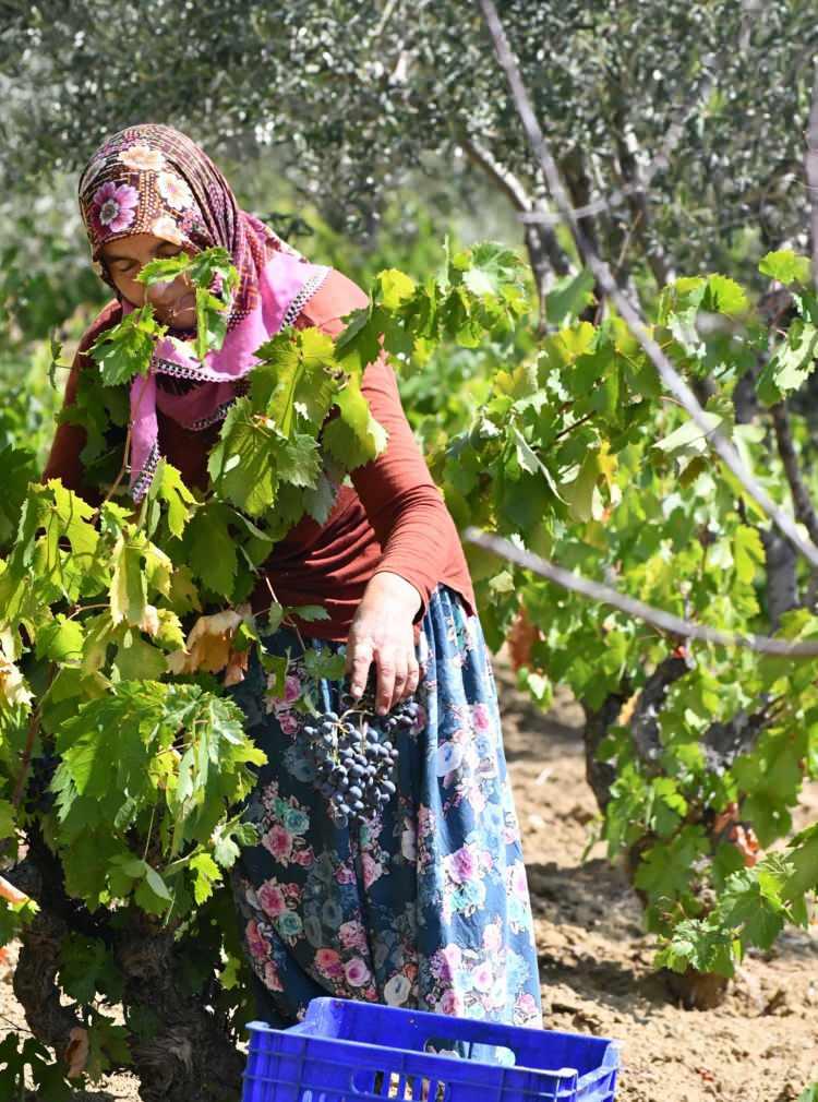 <p>Ulutaş, konuya ilişkin yaptığı açıklamada şunları söyledi:</p>

<p> </p>

<p><strong>"İlk zamanlarında üzüm suyuna aşırı bir talebimiz yoktu. Ama pandemiden sonra tüketicilerimiz her geçen gün arttığından dolayı şimdilerde yetiştiremez hale geldik.</strong></p>

