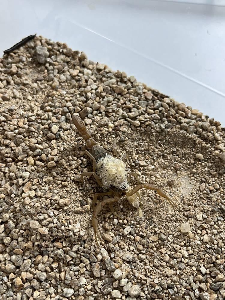 <p><span style="color:#A52A2A"><strong>750 YETİŞKİN AKREBİ BULUNUYOR</strong></span></p>

<p>Bugün tesisinde 750 yetişkin sarı ve siyah akrep barındıran Ören, yaklaşık <strong>4 ayda bu akreplerden tam 4 bin yavru elde etti.</strong></p>

<p> </p>

<p>Bir yıl içinde erişkinliğe ulaşacak olan yavrular sayesinde tesisin üretim kapasitesinin 5 kat artması bekleniyor. </p>
