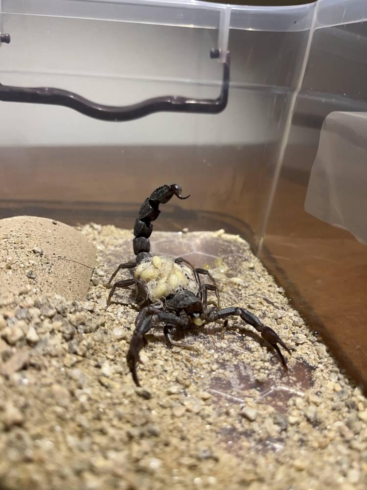 <p>Akrep zehri, günümüzde kanser ilaçlarının geliştirilmesinden epilepsi tedavisine, bağışıklık sistemini güçlendiren formüllerden ağrı kesici etkilere kadar pek çok alanda kullanılıyor.</p>
