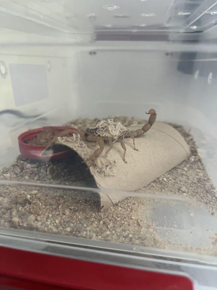 <p><span style="color:#A52A2A"><strong>"AKREP ZEHRİ GRAM ALTINLA YARIŞAN BİR MADDE"</strong></span></p>

<p>Hakan Ören, girişiminin büyümesinin verdiği heyecanı anlatarak, <strong>"Akrep zehri, gramı altınla yarışan bir madde. Ancak asıl kıymeti, insan sağlığına sunduğu umut. Yeni yavrularla birlikte artan kapasiteyle, kendi köyümde dünya çapında önem taşıyan bu üretimi daha da genişletmeyi hedefliyorum."</strong> dedi.</p>
