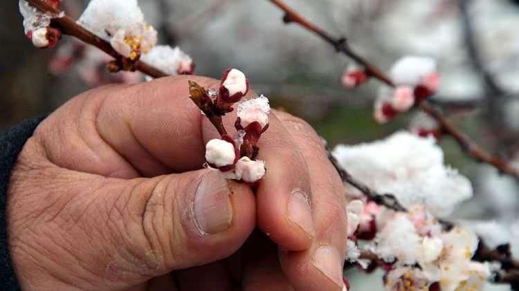 <p>Geçiminin büyük bir bölümünü elma üretiminden sağlayan Yeşilhisar, Yahyalı ve Develi ilçesindeki üreticiler, zirai dona karşı önlem alabilmek için çeşitli yöntemler denedi.</p>
