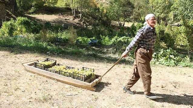 <p>Hasat ettiği üzümleri ise kızakla taşıyarak yaklaşık 3 kilometrelik dik yamaçtan köyüne indiriyor.</p>
