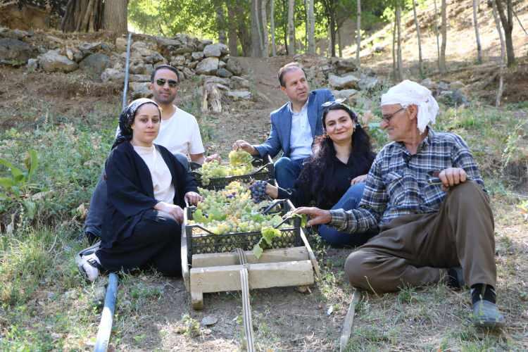 <p><strong>Bir sonraki gün ise sırtıma kızak alıp 3 kilometre yokuş çıkıyorum. Topladığım üzüm kasalarını yükleyip çekiyorum.</strong></p>