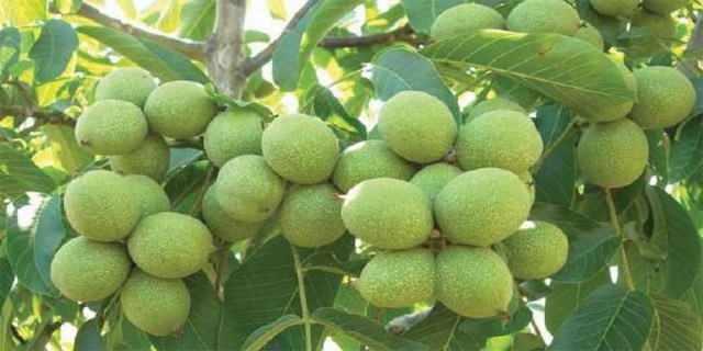 <p><span style="color:#800080"><strong>BU YILKİ VERİM GEÇEN SENEYE ORANLA OLDUKÇA YÜKSEK</strong></span></p>
