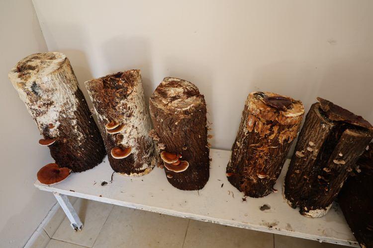 <p>Ceza infaz kurumunda bölgede ilk kez denen 6 kütükte yapay iklimlendirme ile üretilen mantarın ilk hasadından <strong>3,5 kilogram ürün elde edildi.</strong></p>
