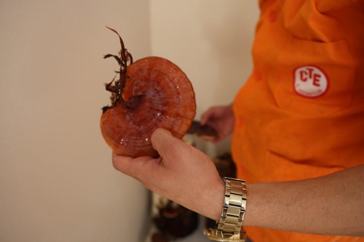 <p>Alan, konuya ilişkin yaptığı açıklamada şunlara değindi: </p>

<p> </p>

<p><strong>"Kırmızı Reishi mantarı, istiridye ve kültür mantarının deneme üretimlerini başarıyla yaptık. 51 hükümlüye eğitim verdik, yeni açacağımız 2 kursla 27 hükümlüye daha eğitim vereceğiz. Cezaevimizde ayrıca kilim ve Adana kebap atölyeleri de var. Şimdi mantar yetiştiriciliği için özel atölyeler kurmayı hedefliyoruz. Buradaki amacımız, hükümlülerin meslek edinmesini veya mevcut mesleklerini geliştirmelerini sağlamak."</strong></p>
