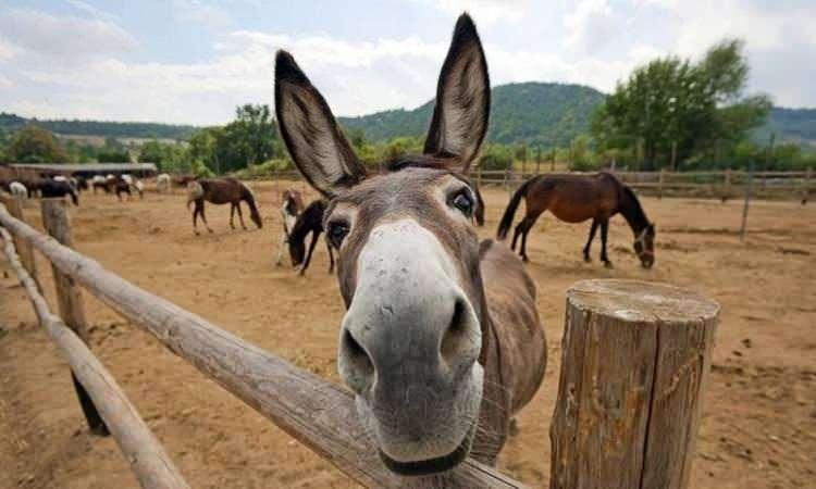 <p><strong>KAYNAK:  Reportlinker, The Donkey Sanctuary (NGO), OIE (Dünya Hayvan Sağlığı Örgütü), Gıda ve Tarım Örgütü (FAO) | HABER7</strong></p>
