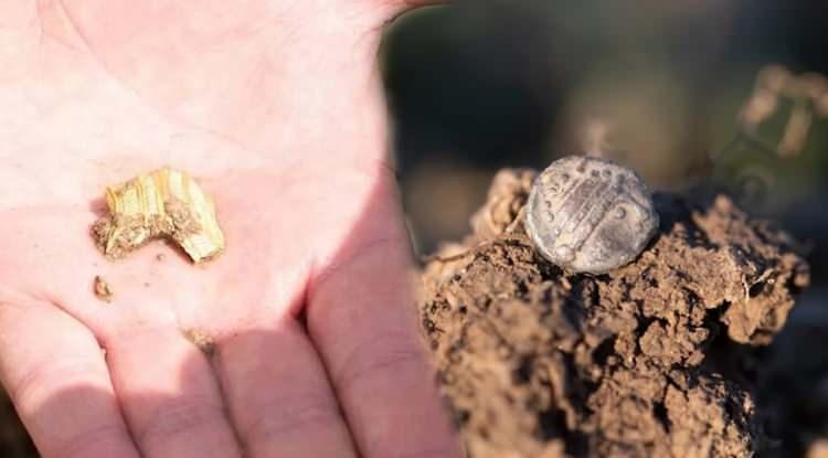 <p><span style="color:#B22222"><em><strong>Çek Cumhuriyeti’nde gerçekleştirilen kazı çalışmalarında yaklaşık 2500 yıl öncesine ait olduğu tahmin edilen antik bir Kelt pazarında yüzlerce altın ve gümüş sikke, takılar ve diğer eserler keşfedildi. Keltlerin bölgedeki para basım sistemine dair ipuçları sunan keşfin detayları ilgi odağı haline geldi.</strong></em></span></p>
