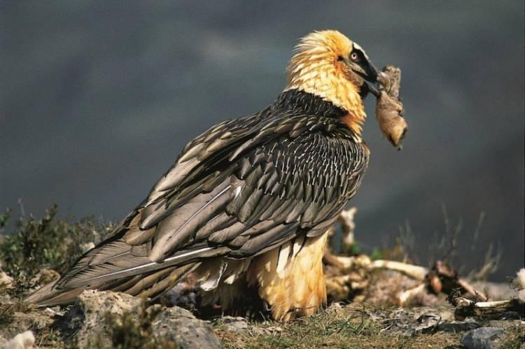 <p><strong>İspanya Ulusal Araştırma Konseyi'ne (CSIC) bağlı Pirene Ekoloji Enstitüsü'nden ekolojist Antoni Margalida ve ekibinin "Ecology" isimli dergide yayımladıkları araştırma, doğanın gizemli ve güçlü yönünü ortaya çıkardı.</strong></p>