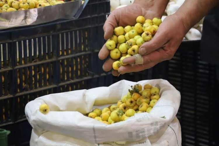 <p><strong>Zengin içeriği ve sağlığa faydalarıyla nam salan alıç meyvesi, sonbahar mevsimiyle birlikte ağaç dallarında doldu taştı. Özellikle Sivas'ın birçok ilçesinde ve merkez köylerinde kendiliğinden yetişen şifa deposu meyve, halk arasında da 'Aluç' olarak da biliniyor.</strong></p>
