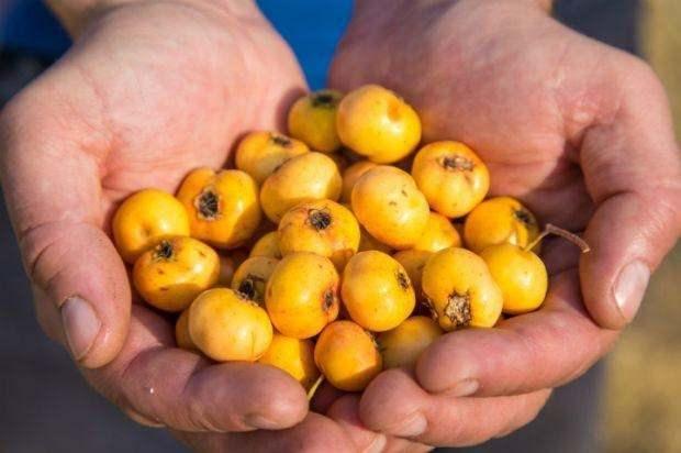 <p><strong>Köylüler tarafından toplanarak tek tek ipe dizilen meyve, ardından pazar tezgahlarında satışa sunuluyor.</strong></p>
