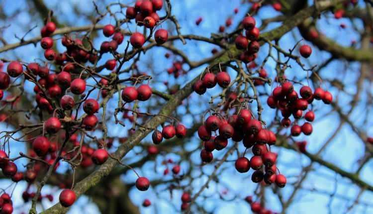 <p><strong>Serbest radikalleri vücuttan uzaklaştırarak kanserin önlenebilmesi için vücuda destek olduğu söylenen ve yurt dışında da birçok bitkisel takviyelerin içeriğinde kullanılan alıç, ilgi odağı haline geliyor.</strong></p>
