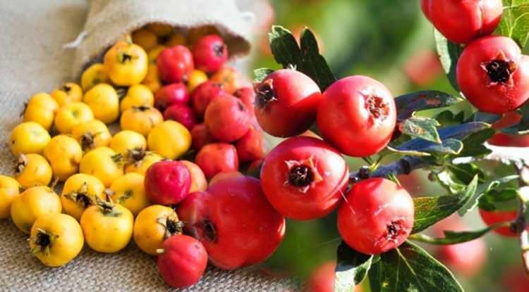 <p><span style="color:#B22222"><em><strong>Sağlığa olan faydaları saymakla bitmeyen ve dalından tek tek toplanarak tezgahları süsleyen alıç meyvesi, bu yıl da yoğun rağbet görüyor. Sivas'ın birçok ilçesinde ve merkez köylerinde yetişen meyve hakkında konuşan hal esnafı, "Uzmanlar kalbe çok iyi geldiğini söylüyorlar biz de o yüzden buna kalp dostu diye hitap ediyoruz." dedi.</strong></em></span></p>
