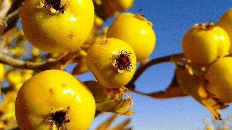 <p><strong>Bir vatandaş günde ağaçları geze geze toplamak zorunda oluğu için ortalama 10 kilogram ancak toplayabiliyor. Bağışıklık sistemini güçlendiriyor, bağırsaklara iyi geliyor, kalp dostu olarak biliniyor. Alıç meyvesinin sirkesi de yapılıyor. Sirkesi, diğer her sirkeden kıymetli. En fazla alan bir kilo alıp tüketiyorlar. Yaşı ilerlemiş vatandaşlarımız fiyatı ne olursa olsun almaktan vazgeçmiyorlar. Onlarda alışkanlık olmuş"</strong></p>
