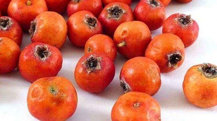 <p>Alıç meyvesi, içerdiği yüksek orandaki flavonoidler, C vitamini, organik asitler ve fenolik bileşikler sayesinde bağışıklık sistemini kuvvetlendiren etkili bir besin olarak karşımıza çıkıyor.</p>
