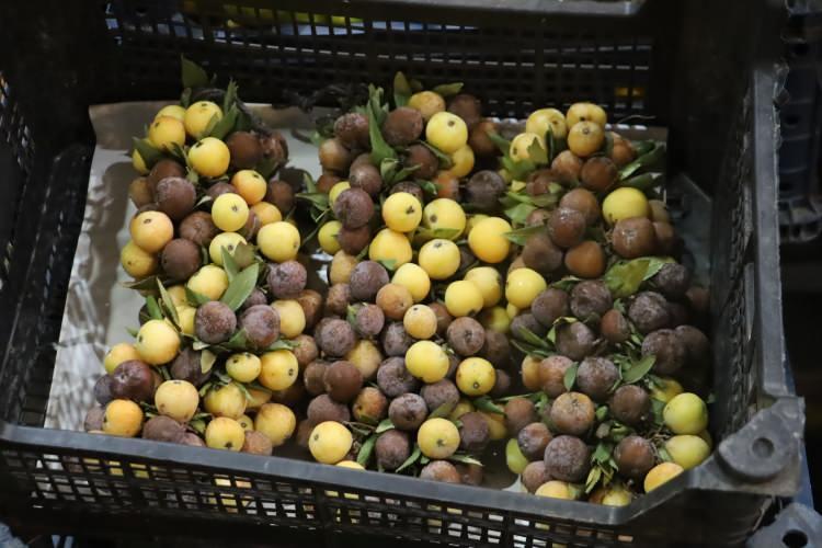 <p>Doğal yapısı ve nadir bulunması nedeniyle kıymetli görül<strong><span style="color:#A52A2A"> </span>meyve<span style="color:#A52A2A"> </span></strong>özellikle bağırsak sorunları ve kalp krizi riskine karşı koruyucu bir besin olarak değerlendiriliyor.</p>
