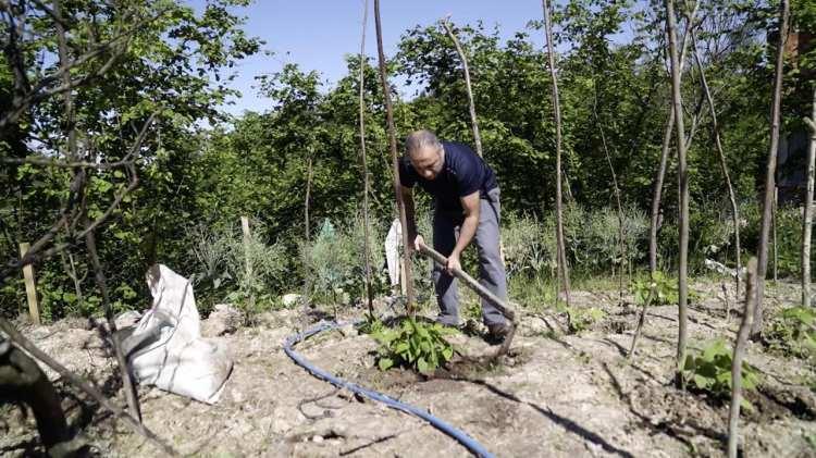 <p>Fatih Çolak, Trabzon'da sahip olduğu arazide üretim yapmasının yanı sıra tohumlarını komşularıyla da paylaştı. </p>