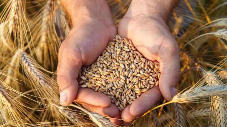 <p><span style="color:#800080"><strong><em>"Hibrit tohum ile o zaman tanıştım ve mantığıma uymadı. Araştırmaya başladım ve ata tohumu ile bu işin yürütülebileceğini anladım. Türkiye'nin çeşitli yerlerinden ata tohumları toplamaya başladım. Bu ata tohumlarını üretip sürdürülebilirliğini sağladım."</em></strong></span></p>