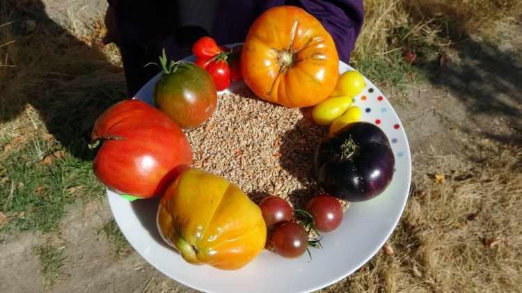 <p><span style="color:#800080"><strong><em>"Yaklaşık 4 yıl önce bir rahatsızlık geçirdim. Bu geçirdiğim rahatsızlık sonucunda bana uzmanların tavsiyeleri 'Sağlıklı besleneceksin, doğal yetişmiş ürünlerle besleneceksin' şeklindeydi. Bu bir yerde benim için aslında bir tetikleyici bir unsur oldu. Bunu ben yapabiliyorsam sağlıklı beslenebiliyorsam 'Başkaları için de bir şeyler yapmak gerekiyor' dedim."</em></strong></span></p>