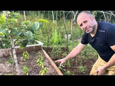 <p><span style="color:#800080"><strong>"BEN SADECE &Ccedil;EKİRDEKLERİNİN PEŞİNDEYİM"</strong></span></p>
