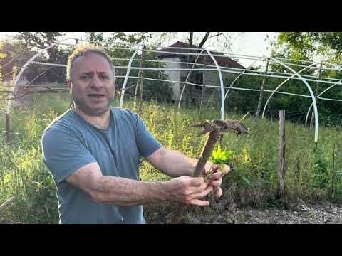 <p><span style="color:#800080"><strong><em>"Benim 10 d&ouml;n&uuml;m bir arazim var ama 2 d&ouml;n&uuml;m&uuml;n&uuml; verimli ekiyorum. Komşularıma bile burada karpuz, kabak olsun veriyorum. 'Alın yiyin, &ccedil;ekirdeklerini bana getirin' diyorum. Ata tohumlarını ve toprak verimli. Bundan sonra benim en b&uuml;y&uuml;k dileğim ata tohumlarının t&uuml;m &uuml;lkeye yayılması."</em></strong></span></p>
