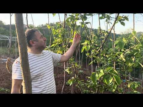 <p><em><span style="color:#800080"><strong>"T&uuml;rkiye'nin d&ouml;rt bir yanında Şanlıurfa&rsquo;sından, Konya&rsquo;sından, &Ccedil;ukurova&rsquo;ya kadar &ccedil;ift&ccedil;ilerimize tohumları g&ouml;nderiyorum. Sağ olsun onlar da pilot b&ouml;lgelerde bunların ekimini yapıyor. Bunların sonu&ccedil;larını g&ouml;r&uuml;p kendilerinden karar vermelerini bekliyoruz. &Ccedil;ift&ccedil;ilerimiz tarım kimyasalı kullanmadan daha az maliyetle verimi g&ouml;r&uuml;nce ekim yaptığı alanları b&uuml;y&uuml;t&uuml;yor."</strong></span></em></p>
