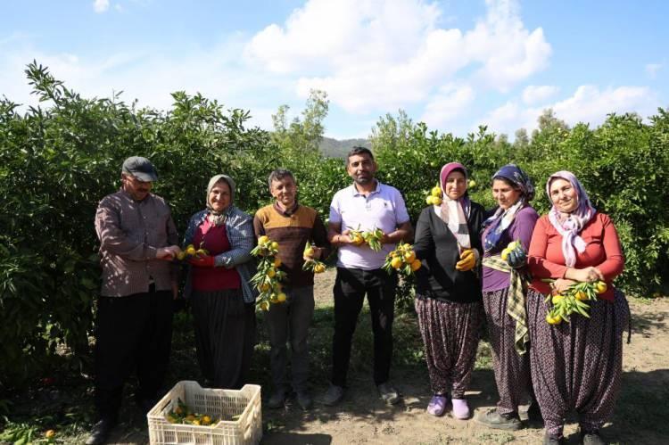 <p>Üretimin merkezlerinden Çukurova'da bir çok üründe hasat sürüyor. Sonbahar ve kış aylarının vitamin deposu mandalina, rekoltesiyle üreticiyi sevindirdi. </p>
