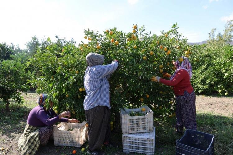 <p>Dalında 15 TL'den alıcı bulan ancak şuanda 8 TL'ye kadar gerileyen mandalina, mevsimin en uygun fiyatlı meyvesi oldu. Kozan ilçesi Bucak bölgesinde hasat tüm hızıyla sürerken, işçiler sabahın ilk ışıklarından itibaren yoğun mesai yapıyor. Bu yıl kuraklık ve don nedeniyle portakal ile limonda rekolte düşerken, mandalina da hem üreticinin hem de narenciye işçilerinin yüzünü güldürdü.</p>