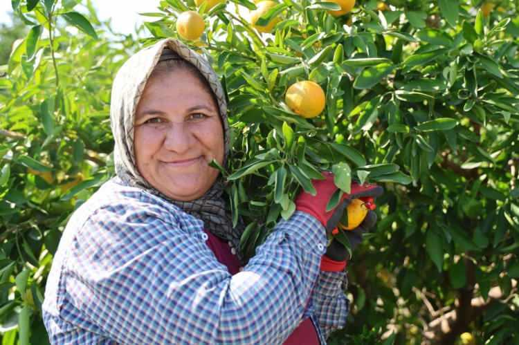 <p><strong>Bucak bölgesi Adana'da portakal denilince akla gelen, tescilli lezzetleriyle bilinen önemli bir üretim merkezi. Mandalina ise bölgeye özgü aromasıyla yoğun talep görüyor. 20 kişiyle bahçede 580 kasa hasat yaptık. Ancak mandalina dalında 8 TL'ye düşünce tüccarlar kesim yaptırmakta zorlanıyor, biz de iş bulmakta zorlanıyoruz"</strong> dedi.</p>